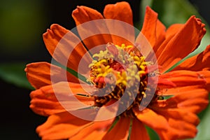 Zinnia, fiore arancione photo