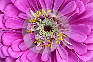 Zinnia flower photo