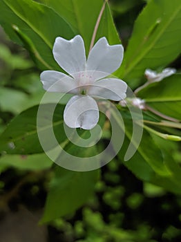 Zinnia flower