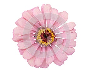 Zinnia Flower