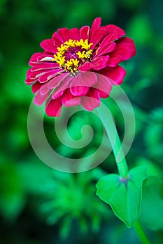 Zinnia flower