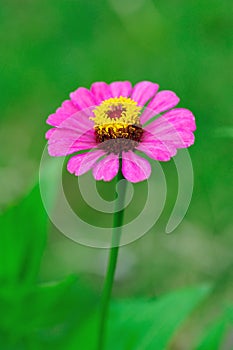 Zinnia Flower