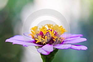 Zinnia flower