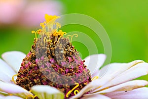 Zinnia flower