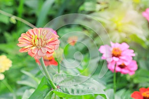 Zinnia flower