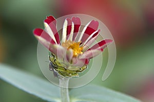Zinnia flower with ant closeup