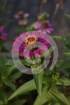 Zinnia flower Blom in the garden morning sun light