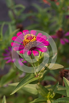 Zinnia flower Blom in the garden morning sun light