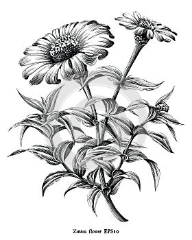 Zinnia flower botanical vintage illustration black and white clip art isolated on white background