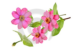 Zinnia flower bunch plants isolated white