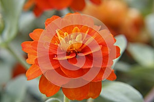 Zinnia flower closeup