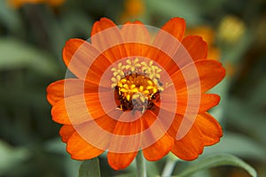 Zinnia flower closeup