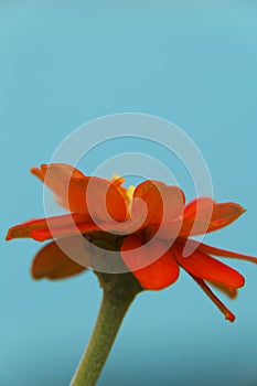 Zinnia flower closeup