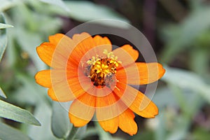 Zinnia flower closeup