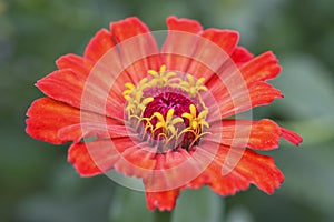 Zinnia flower closeup photo