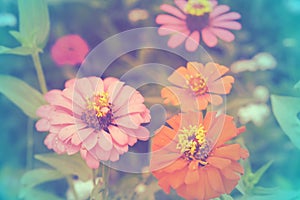 Zinnia flower with color background, soft focus of beautiful flowers with color filters