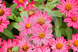 Zinnia flower in the garden