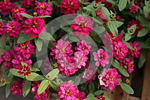 Zinnia flower in the garden photo