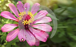 Zinnia flower in garden, selective focus, macro photo of nature plant flower