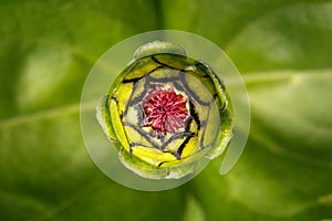 Zinnia Flower Head