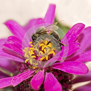 Zinnia flower with honey bee gathering pollen