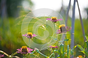 Zinnia flower on nature background