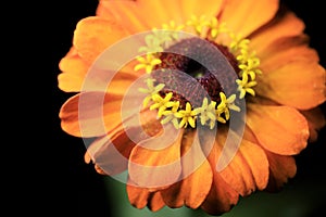 Zinnia Flower photo