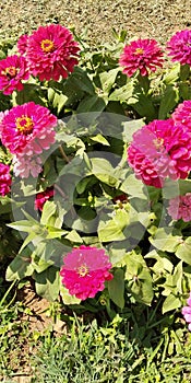 Zinnia flower photo stock plant garden