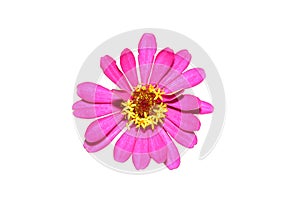 Zinnia flower purple pink isolate on the white background