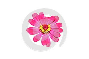 Zinnia flower purple pink isolate on the white background