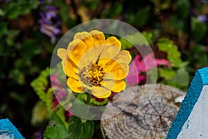 Zinnia flower rises step by step