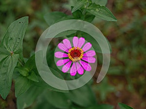 Zinnia flower, single flower, in the middle