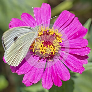 Zinnia flower with Small White butterfly