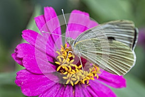 Zinnia flower with Small White butterfly