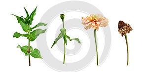 zinnia flower stalk with green leaves, flowering and wilted bud