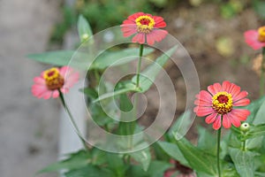 Zinnia flower. Sumer flower. Beauty of flower. Nature background