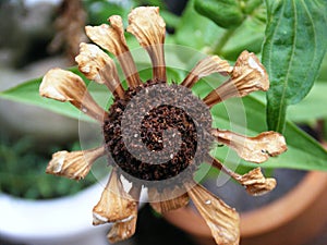 Zinnia flower (Zinnia violacea Cav.) photo