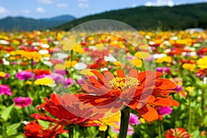 Zinnia Flowers