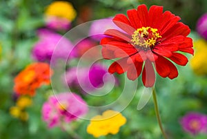 Zinnia flowers photo