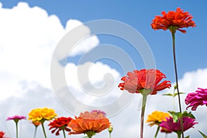 Zinnia flowers