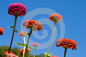 Zinnia flowers