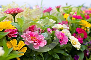 Zinnia flowers photo