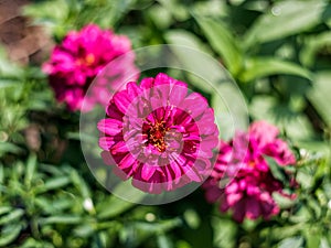 Zinnia flowers in bloom