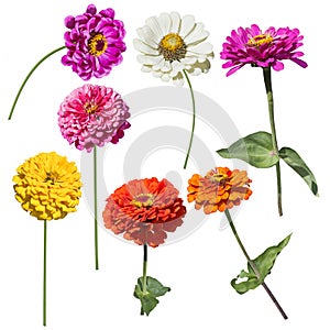 Zinnia flowers blooming