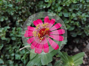 Zinnia flowers after drought