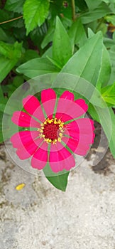 Zinnia flowers have a Latin name, namely Bougainvillea glabra.