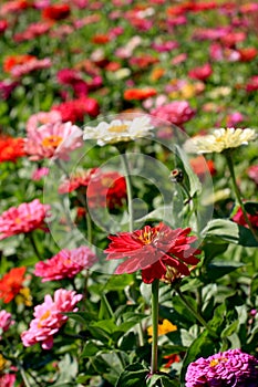 Zinnia Garden photo