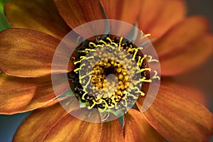 Zinnia hybrid, orange strain photo