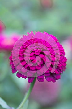 Close up of Zinnia. Lilac flower of Zinnia. Flower of Zinnia. Floral background.Common Classic Zinnia. Lilac flower. Purple flower