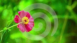Zinnia Lilliput Pink Garden Flower Sunlit